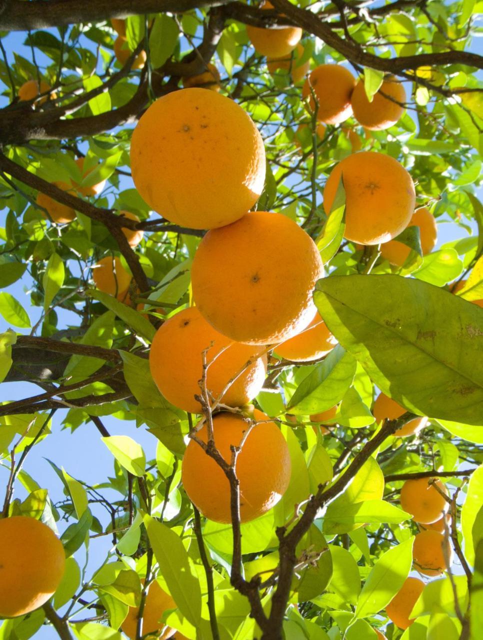 Villa Sorrento Lemons View Esterno foto