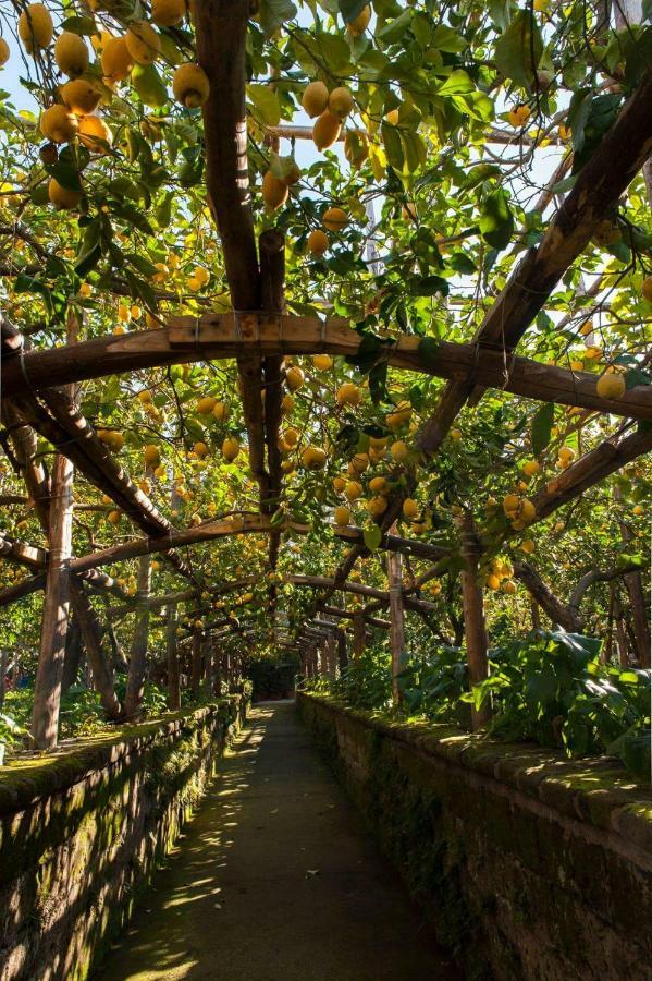 Villa Sorrento Lemons View Esterno foto